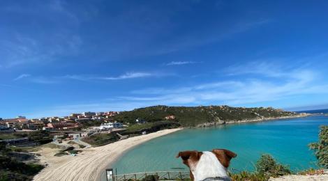 Un cane osserva il mare turchese e la spiaggia sotto un cielo limpido.
